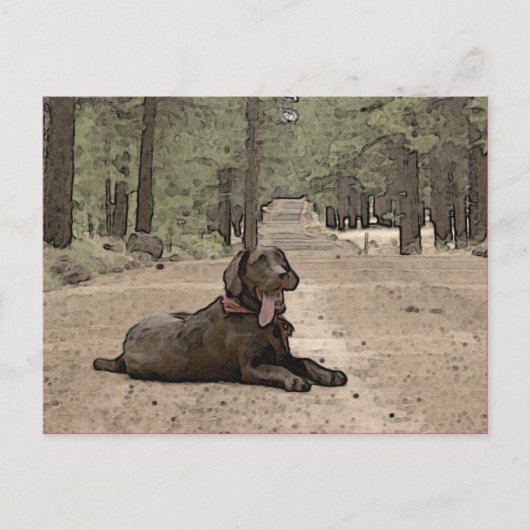 森のトレイルでかわいいチョコレートラボ ポストカード (正面)