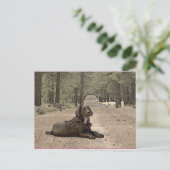 森のトレイルでかわいいチョコレートラボ ポストカード (スタンド正面)