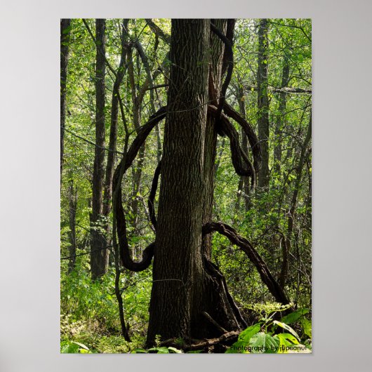 森のポスター ポスター (正面)