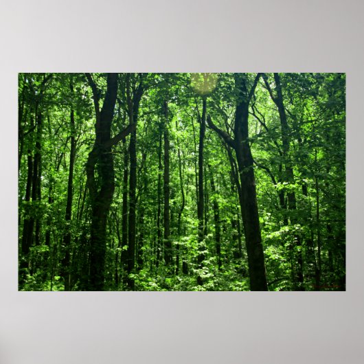 森のポスター#6182 ポスター (正面)