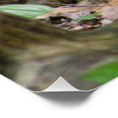 森のリス ポスター (コーナー)