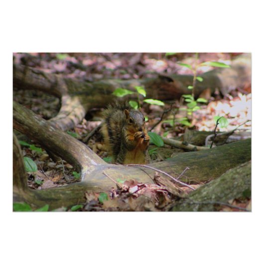 森のリス ポスター (正面)