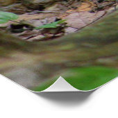 森のリス ポスター (コーナー)