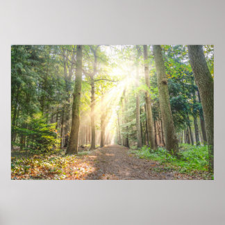 森の上からの光 ポスター