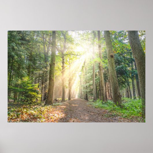 森の上からの光 ポスター (正面)