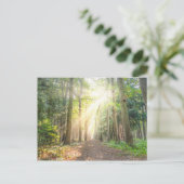 森の上からの光 ポストカード (スタンド正面)