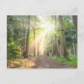 森の上からの光 ポストカード (正面)