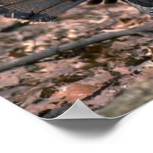 森の中で生い茂る東の野生の七面鳥 ポスター (角)