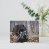 森の中で生い茂る東の野生の七面鳥 ポストカード (スタンド正面)