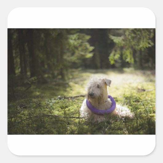 森の中で積み重ねている草 スクエアシール (正面)