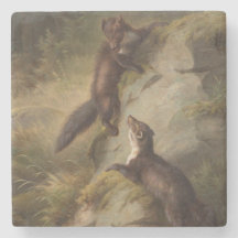 森の中で遊び半分に戦う2匹の雄猫