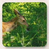 森の中で鹿を食べる。 コースター (正面)