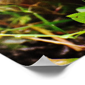 森の中のかわいいハリネズミ ポスター (角)