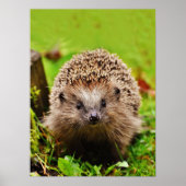 森の中のかわいいハリネズミ ポスター (正面)
