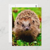 森の中のかわいいハリネズミ ポストカード (正面/裏面)