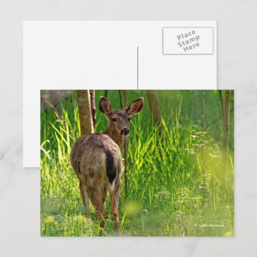 森の中のアカシカ ポストカード (正面/裏面)