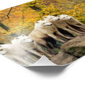 森の中のアラスカの白い狼 フォトプリント            (角)