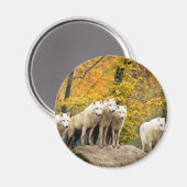 森の中のアラスカの白い狼 マグネット (正面/裏面)