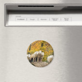 森の中のアラスカの白い狼 マグネット (インサイチュ (食洗機))