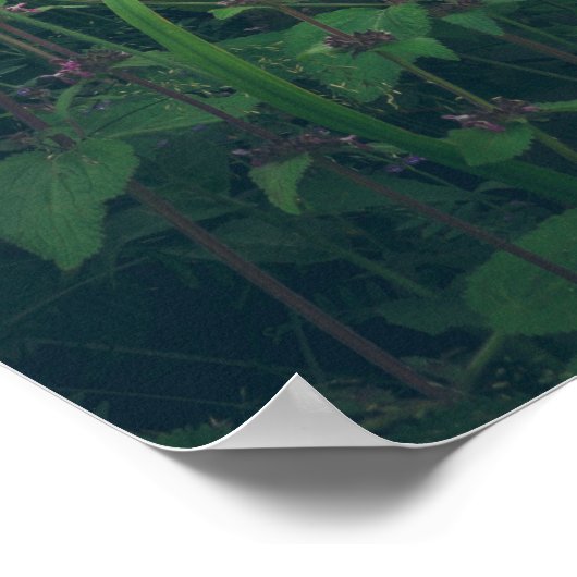 森の中のキキョウ ポスター (角)