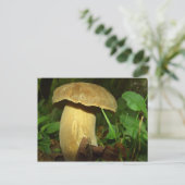 森の中のキノコのクローズアップ ポストカード (スタンド正面)