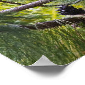 森の中のコケレルのシファカ ポスター (角)