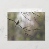 森の中のスズメ ポストカード (正面/裏面)