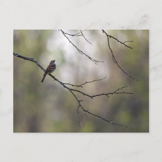 森の中のスズメ ポストカード (正面)