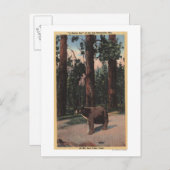 森の中のヒグマ ポストカード (正面/裏面)