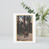 森の中のヒグマ ポストカード (スタンド正面)