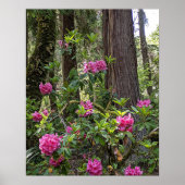 森の中のピンクのシャクナゲフローラ写真 ポスター (正面)