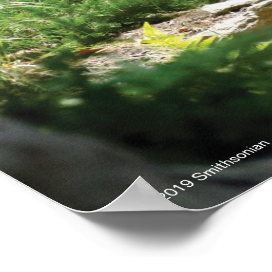 森の中の二つの灰色のオオカミ ポスター (角)