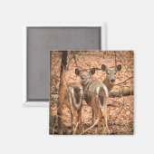 森の中の二羽の白い尾の鹿 マグネット (正面/裏面)