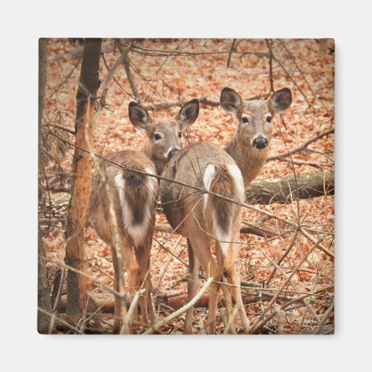 森の中の二羽の白い尾の鹿 マグネット (正面)