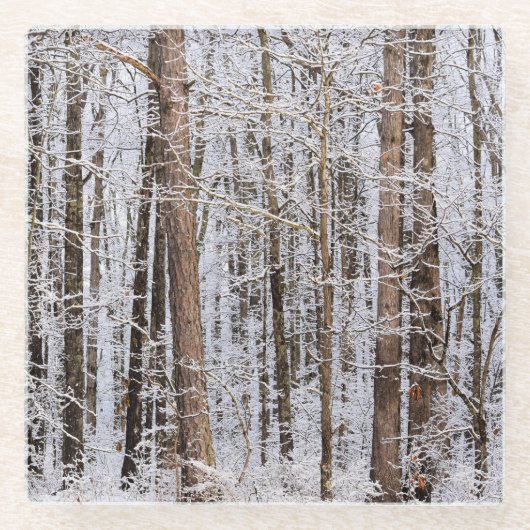 森の中の冬の氷嵐 ガラスコースター (正面)