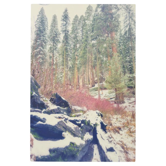 森の中の冬 メタルプリント (正面)