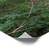 森の中の午後の日陰 ポスター (角)