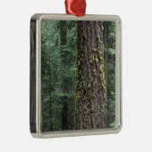 森の中の巨大なセコイアの木々、セコイアと メタルオーナメント (右)