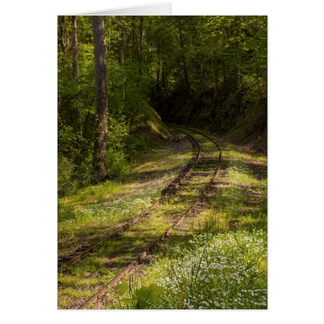 森の中の廃線 (正面)