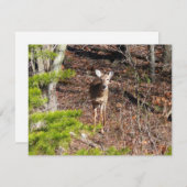 森の中の愛らしい鹿自然写真 (正面/裏面)