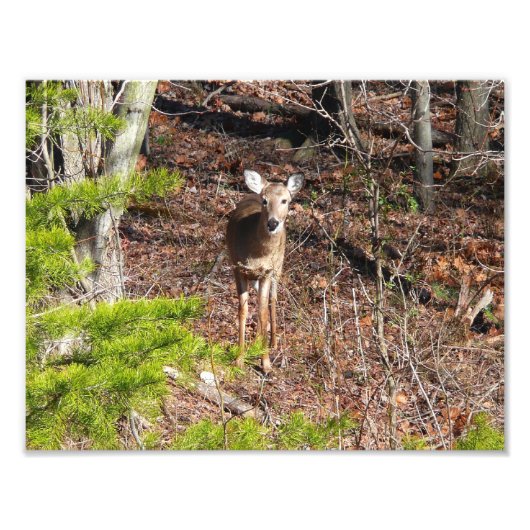 森の中の愛らしい鹿自然写真 フォトプリント (正面)