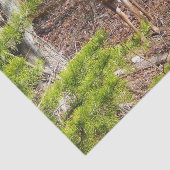 森の中の愛らしい鹿自然写真 薄葉紙 (詳細)