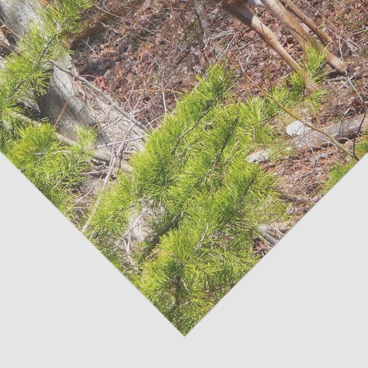 森の中の愛らしい鹿自然写真 薄葉紙 (詳細)