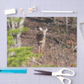 森の中の愛らしい鹿自然写真 薄葉紙 (クラフト)