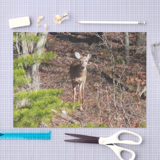 森の中の愛らしい鹿自然写真 薄葉紙 (クラフト)