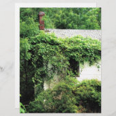 森の中の捨てられたホワイトハウス (正面/裏面)