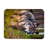 森の中の狼 マグネット (横)