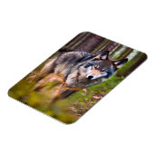 森の中の狼 マグネット (左側)