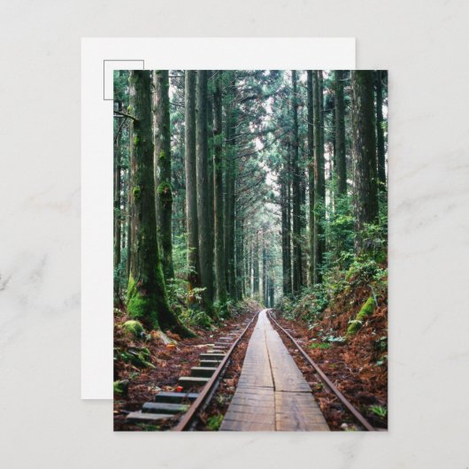 森の中の線路を訓練する ポストカード (正面/裏面)
