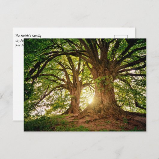 森の中の美しい夕日 ポストカード (正面/裏面)